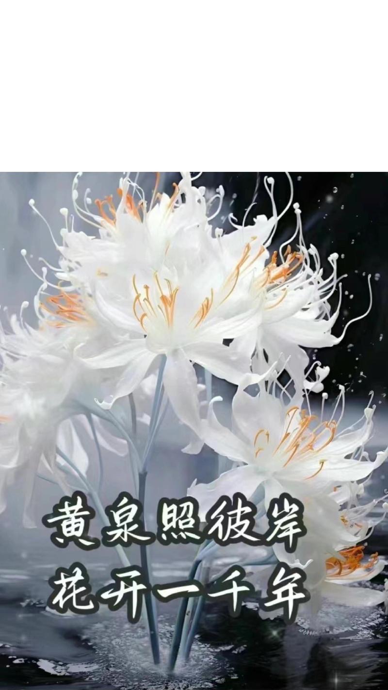 花语真实的谎言是什么意思？花语中有哪些双关含义？