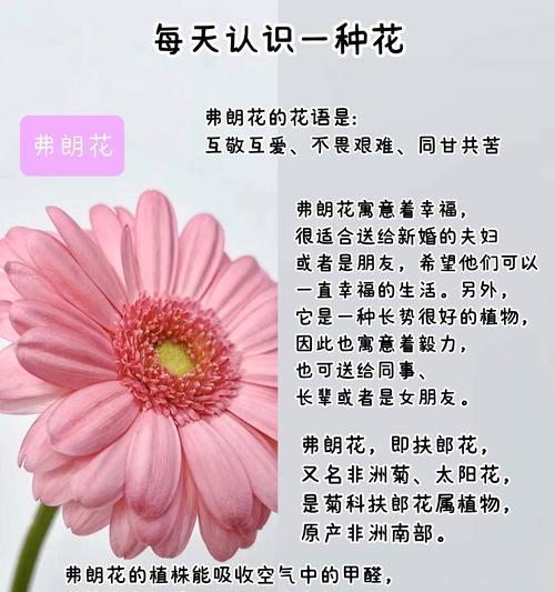 花语真实的谎言是什么意思？花语中有哪些双关含义？