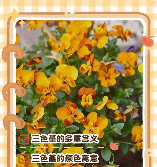 三色巴黎花语代表什么？它在花语中有什么独特之处？