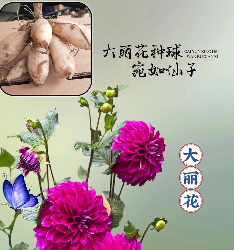 大丽花牛奶咖啡花语有何特别之处？它象征着什么？