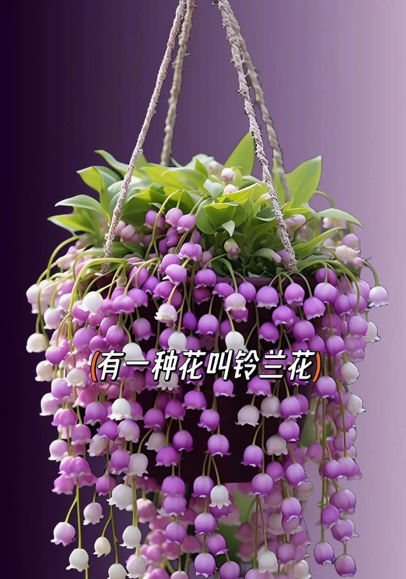 风吹散的花有何寓意？花语背后的故事是什么？