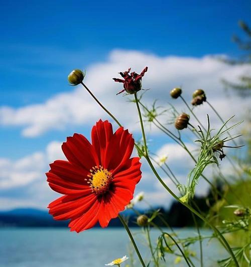 风吹散的花有何寓意？花语背后的故事是什么？
