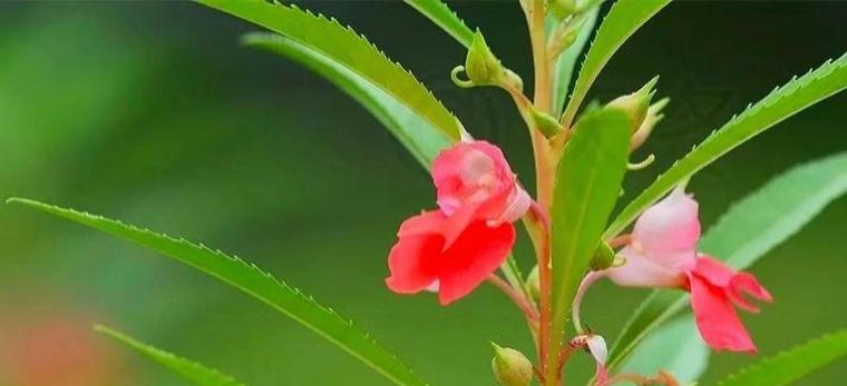 指甲草种子的功效有哪些？指甲草种子的花语是什么？