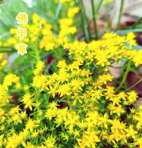 指甲草种子的功效有哪些？指甲草种子的花语是什么？