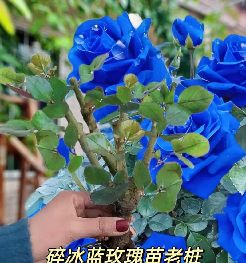 蓝玫瑰真正的花语是什么？它在爱情中代表什么？