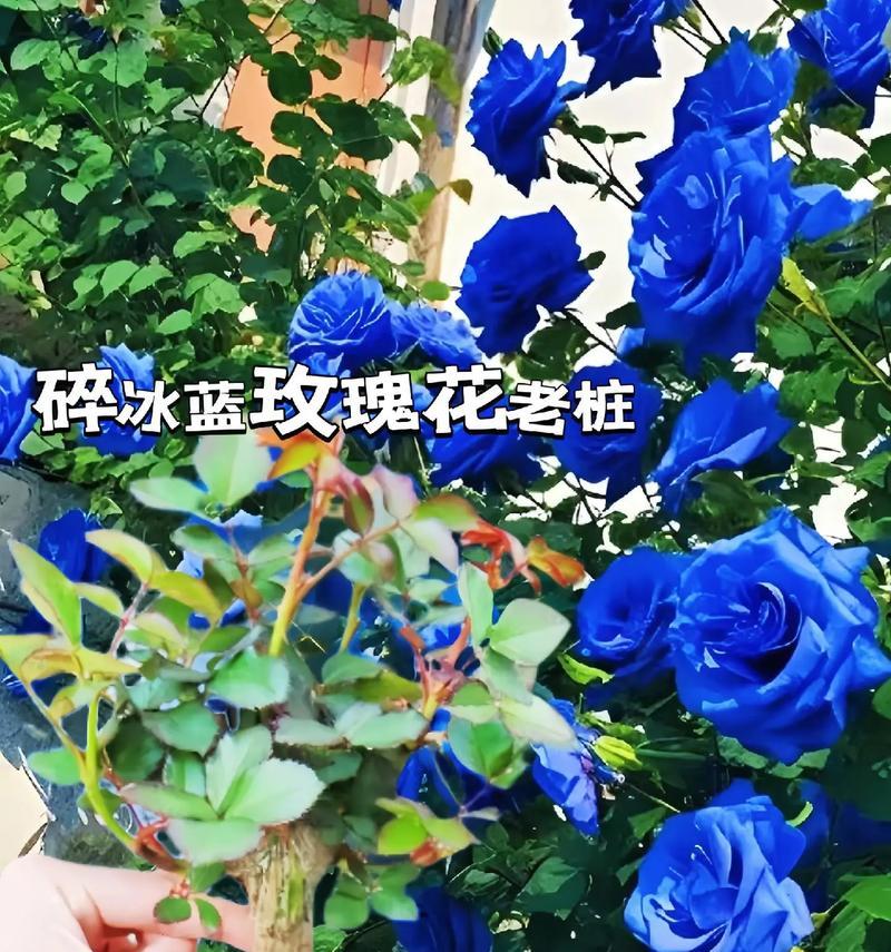 蓝玫瑰真正的花语是什么？它在爱情中代表什么？