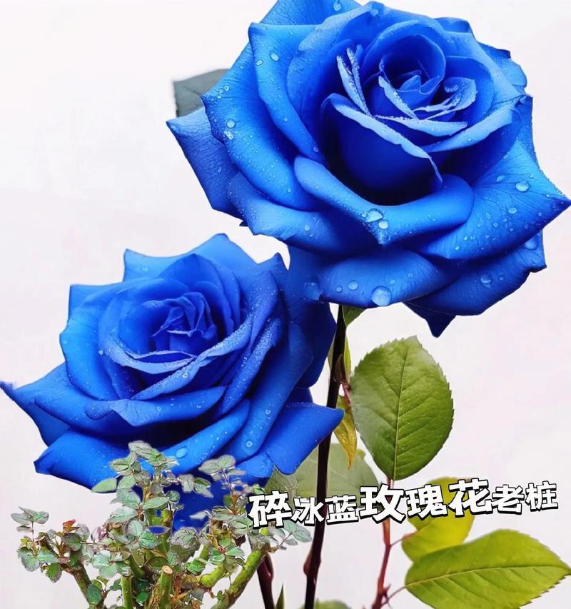 蓝玫瑰真正的花语是什么？它在爱情中代表什么？