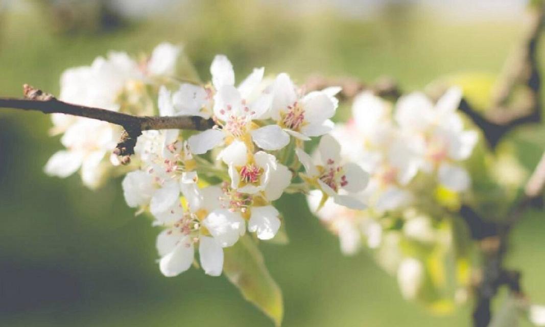 送你梨花的话花语是什么？梨花花语中包含着怎样的情感？
