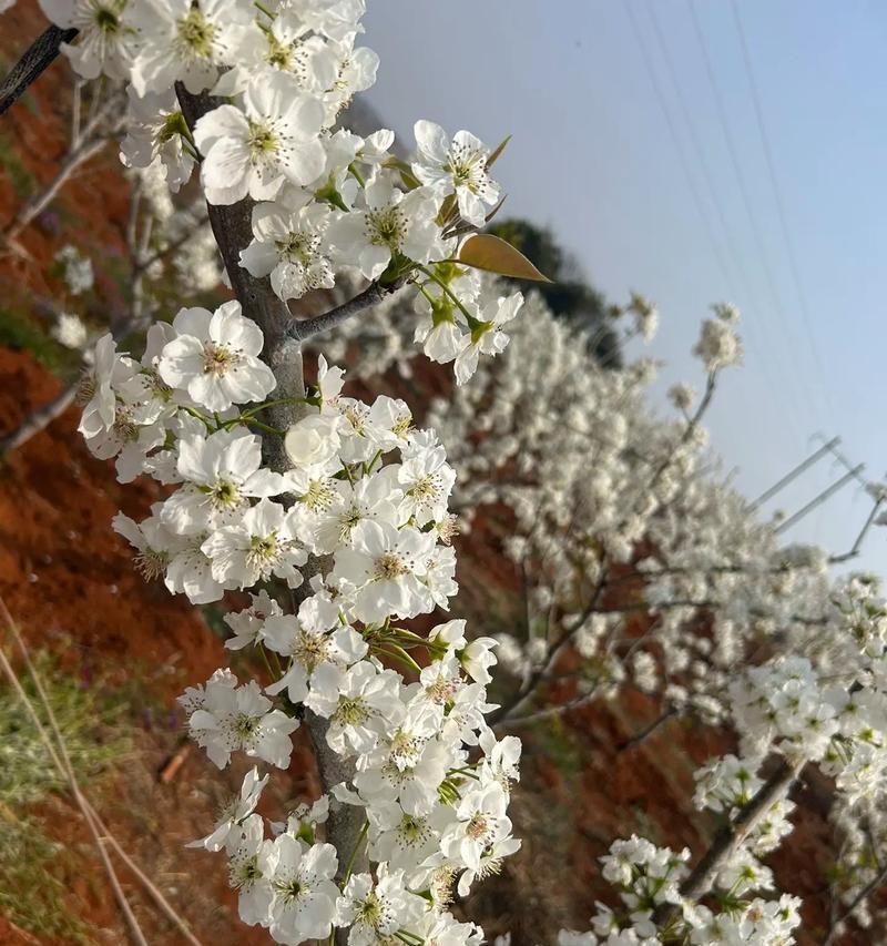 送你梨花的话花语是什么？梨花花语中包含着怎样的情感？