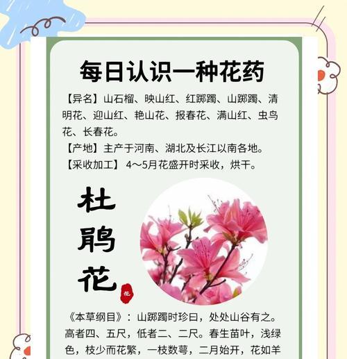 杜鹃花八字造型花语是什么？杜鹃花的花语有哪些特别之处？
