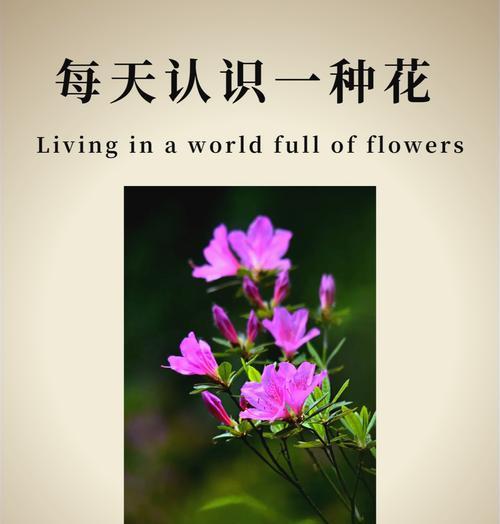 杜鹃花八字造型花语是什么？杜鹃花的花语有哪些特别之处？