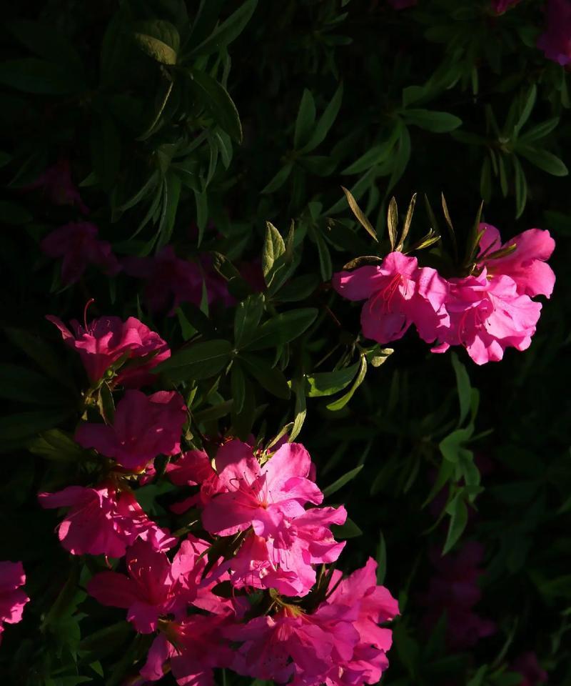 杜鹃花八字造型花语是什么？杜鹃花的花语有哪些特别之处？