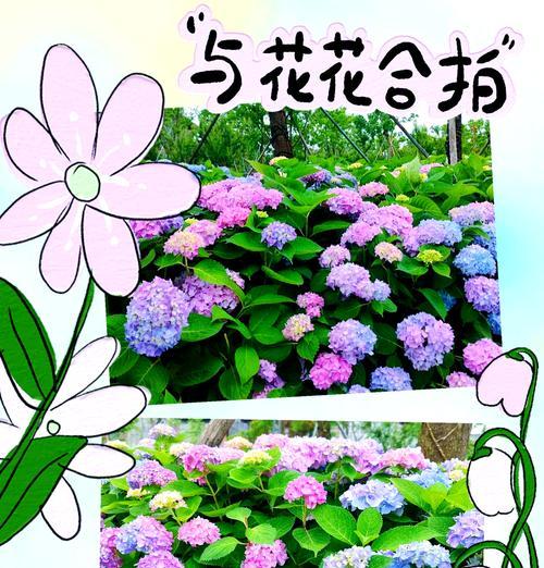 时间花语与生肖有何关联？花语中蕴含的动物象征是什么？