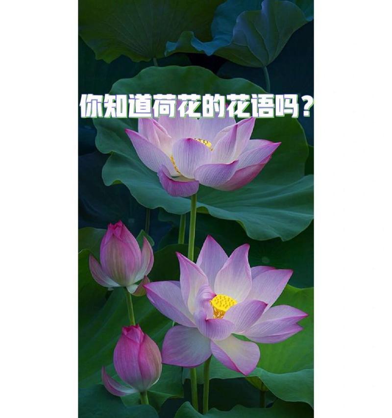 荷花的优美花语有哪些？