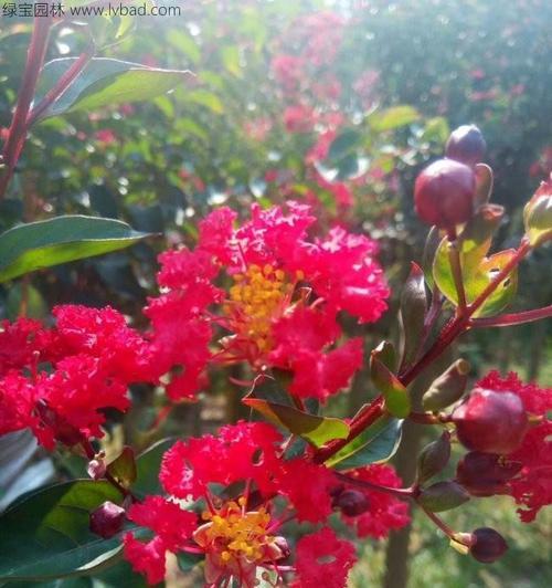 红花树的花语和寓意是什么？红花树象征着什么？