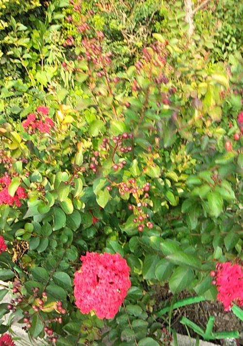红花树的花语和寓意是什么？红花树象征着什么？