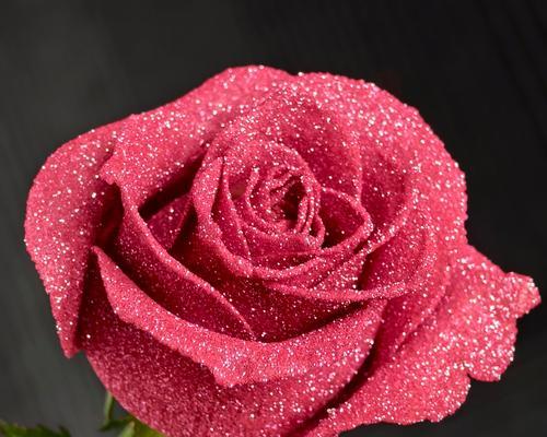 粉色玫瑰花语有哪些？