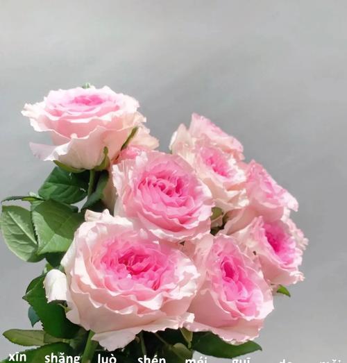 粉色玫瑰花语有哪些？