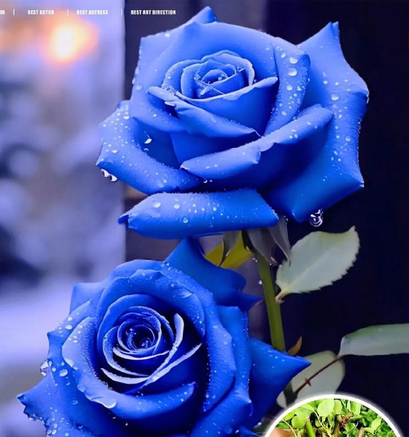师生送什么花语？哪种花适合表达师生情谊？