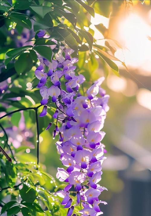 师生送什么花语？哪种花适合表达师生情谊？