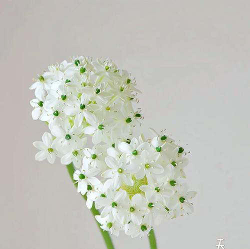 师生送什么花语？哪种花适合表达师生情谊？