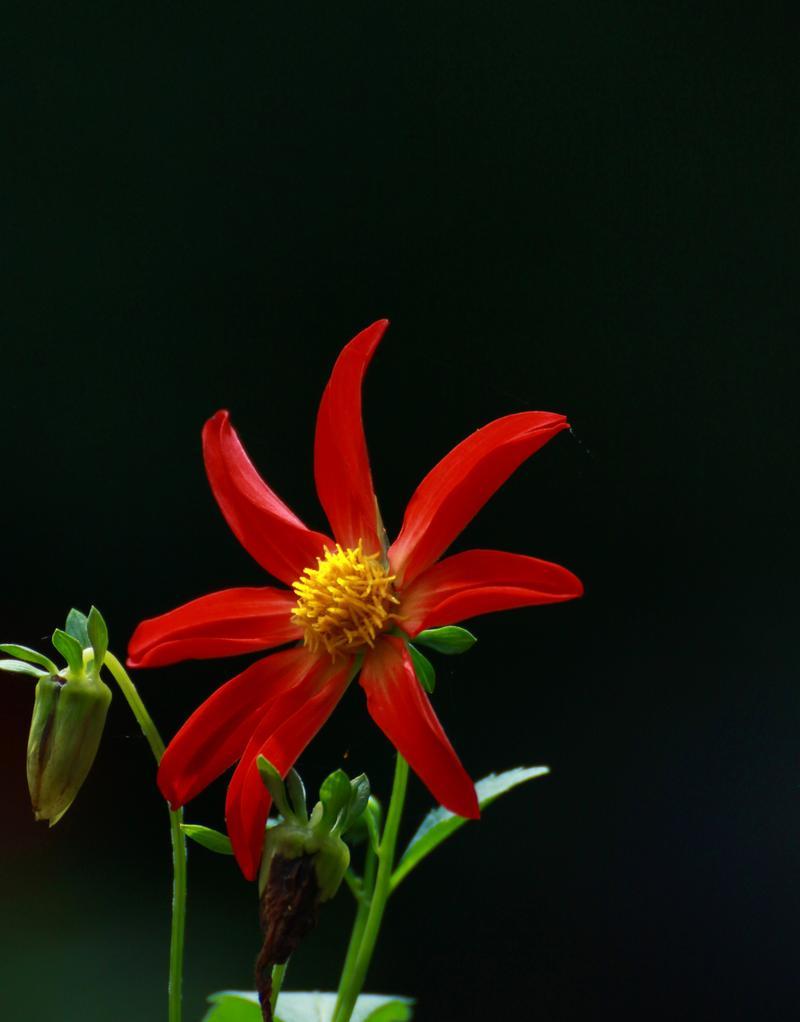 林托菊象征着什么？花语有何深层含义？