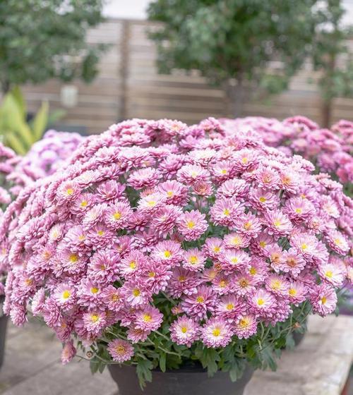 林托菊象征着什么？花语有何深层含义？