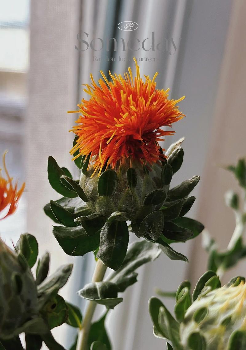 林托菊象征着什么？花语有何深层含义？