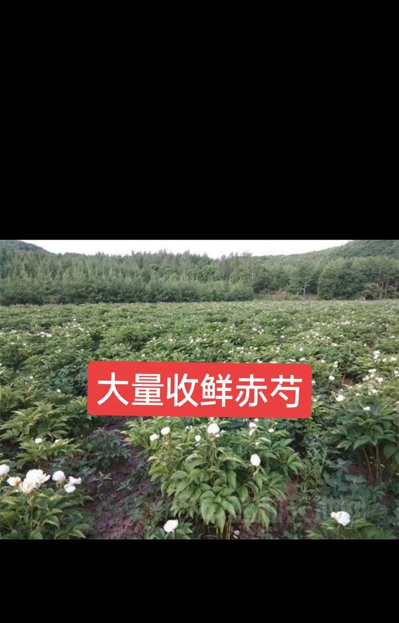 白芍中药材的花语是什么？它在中医中有何寓意？