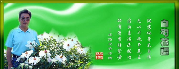 白芍中药材的花语是什么？它在中医中有何寓意？
