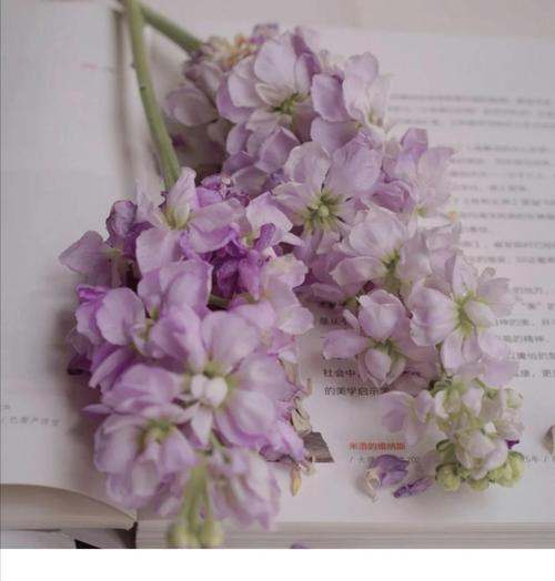 白紫罗兰的花语和寓意是什么？