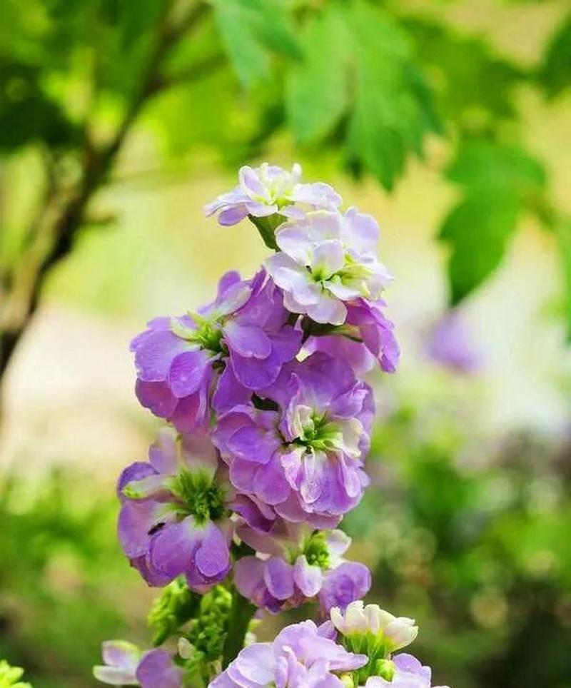 白紫罗兰的花语和寓意是什么？