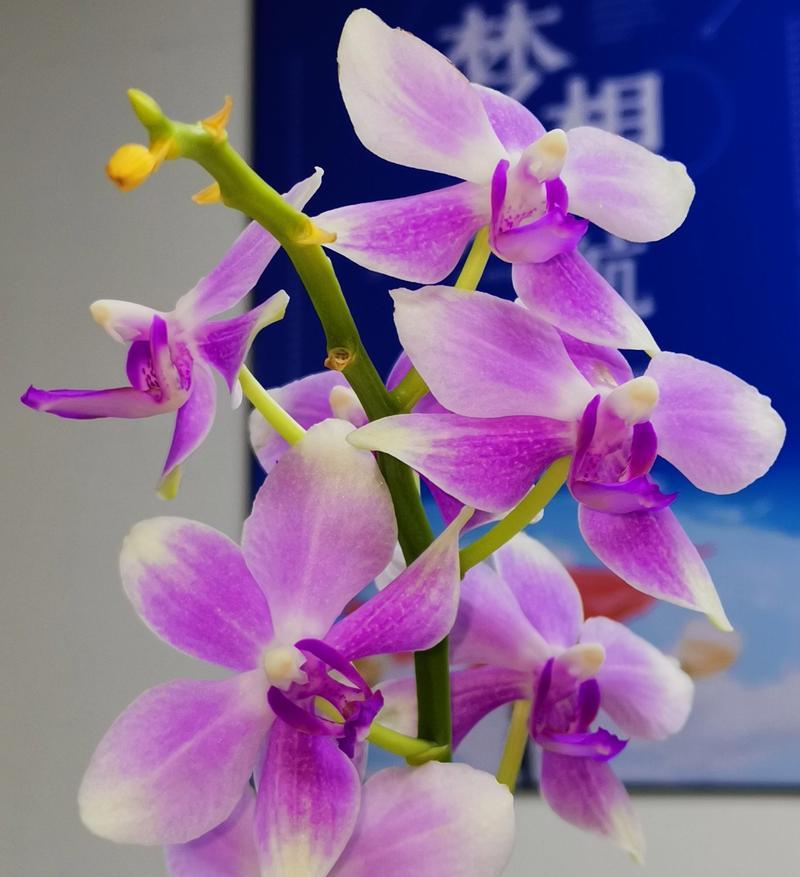 白紫罗兰的花语和寓意是什么？