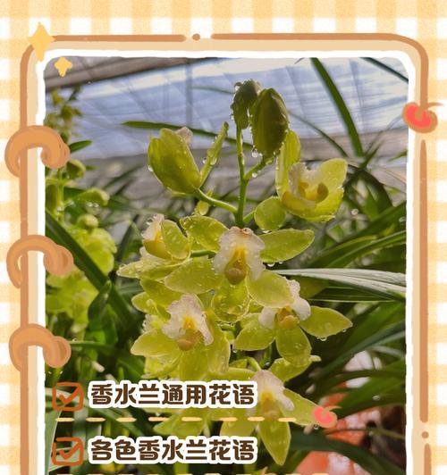 天竺兰花的花语和寓意有哪些？适合在什么场合赠送？