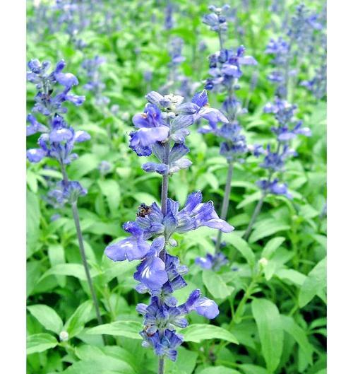 薰衣草的花语通常代表什么？它在花语中扮演什么角色？