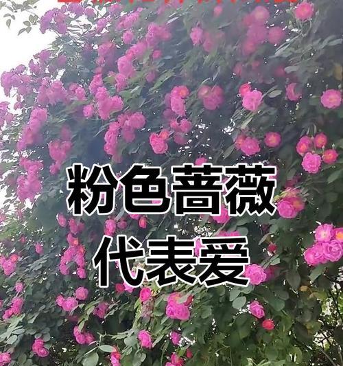 哪种花的花语是厌烦？代表什么意思？