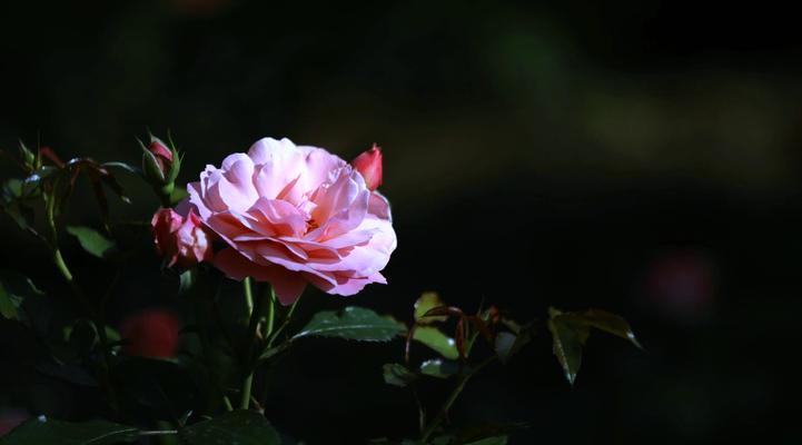 月季的花语和生长规律是什么？它如何在不同季节展现其美？