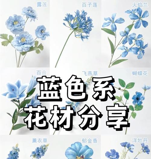蓝小衫搭配的花语有何特别之处？它通常用来表达什么情感？