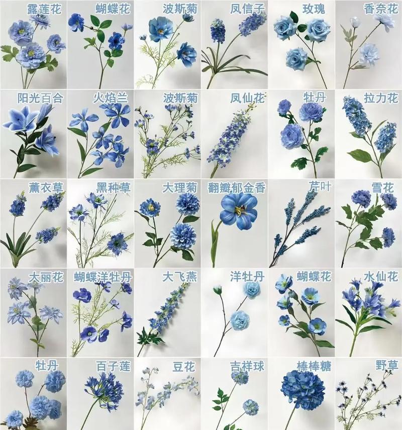 蓝小衫搭配的花语有何特别之处？它通常用来表达什么情感？