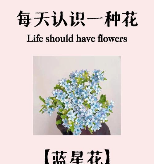 蓝小衫搭配的花语有何特别之处？它通常用来表达什么情感？