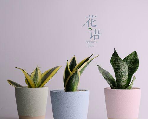 独特的绿植花语有哪些特别之处？