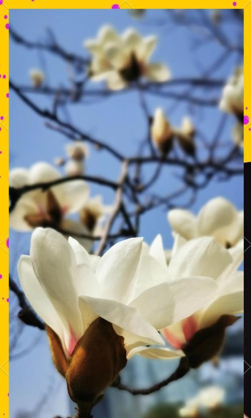 道具玉兰的花语寓意有何深意？