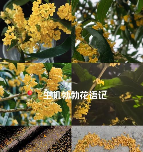 四季花语敲锣打鼓代表什么？这种花语有何特别含义？