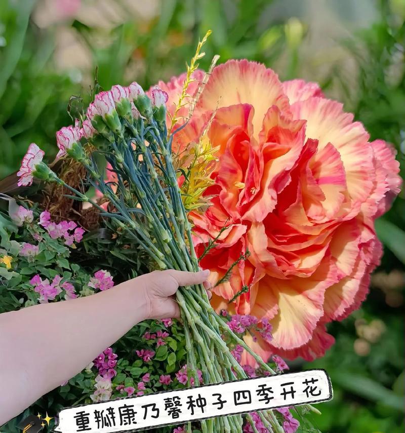 四季花语敲锣打鼓代表什么？这种花语有何特别含义？