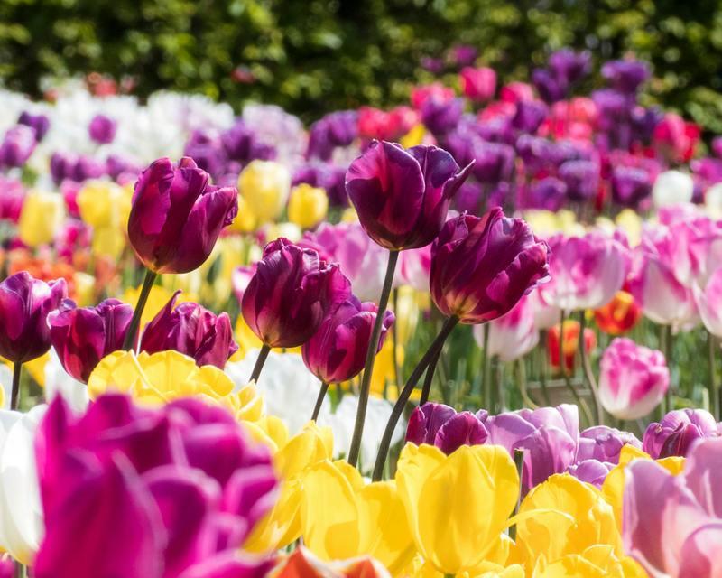 四季花语敲锣打鼓代表什么？这种花语有何特别含义？