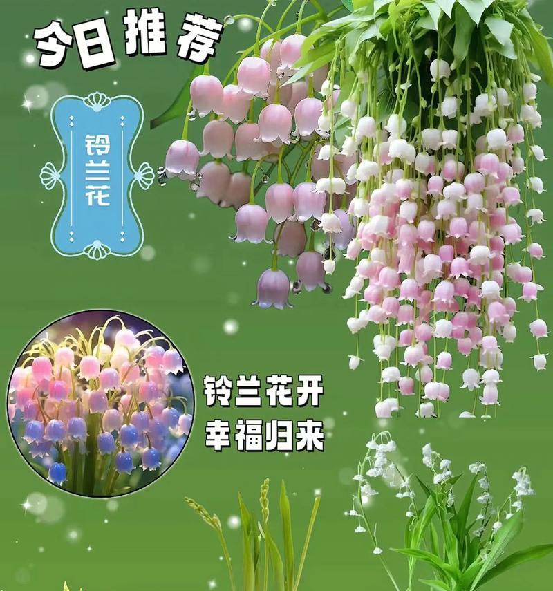 花语花香的含义是什么？