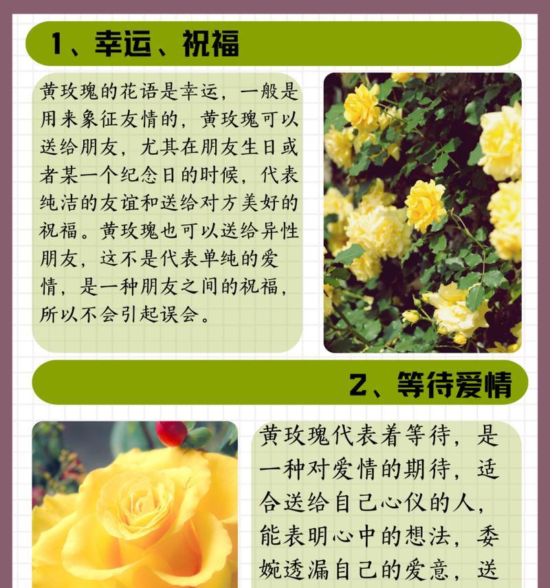 黄玫瑰茶的花语代表什么？黄玫瑰茶的寓意是什么？