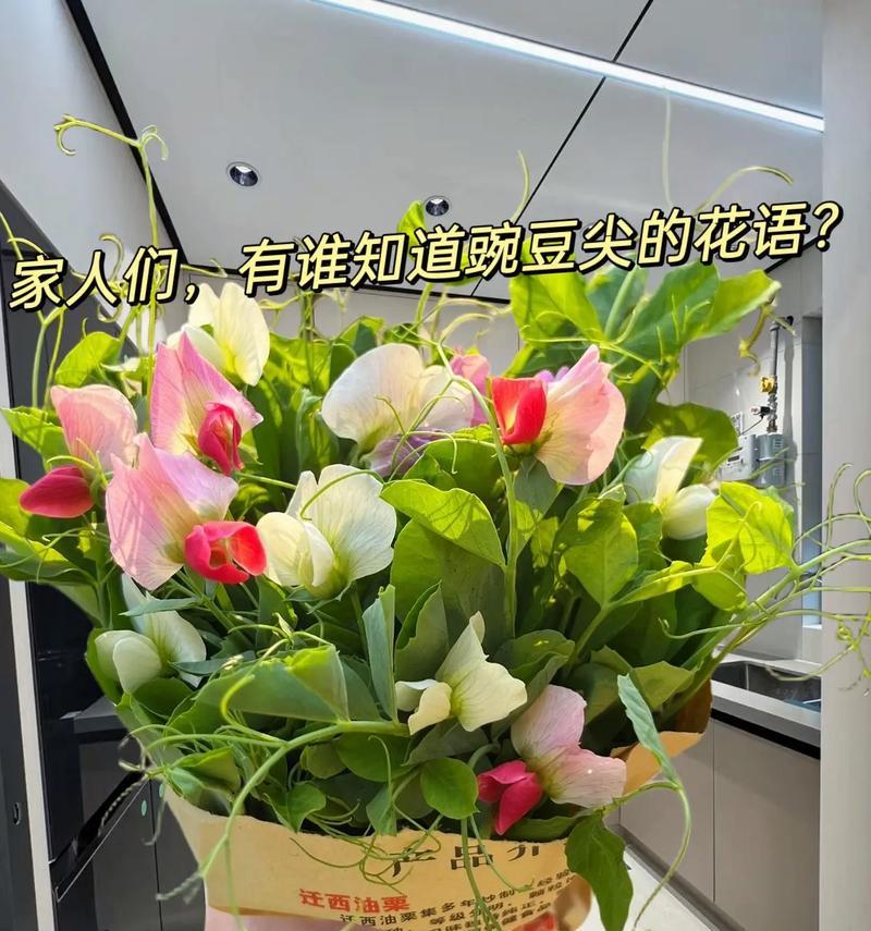 豌豆苗的花语与寓意是什么？它代表了哪些美好含义？