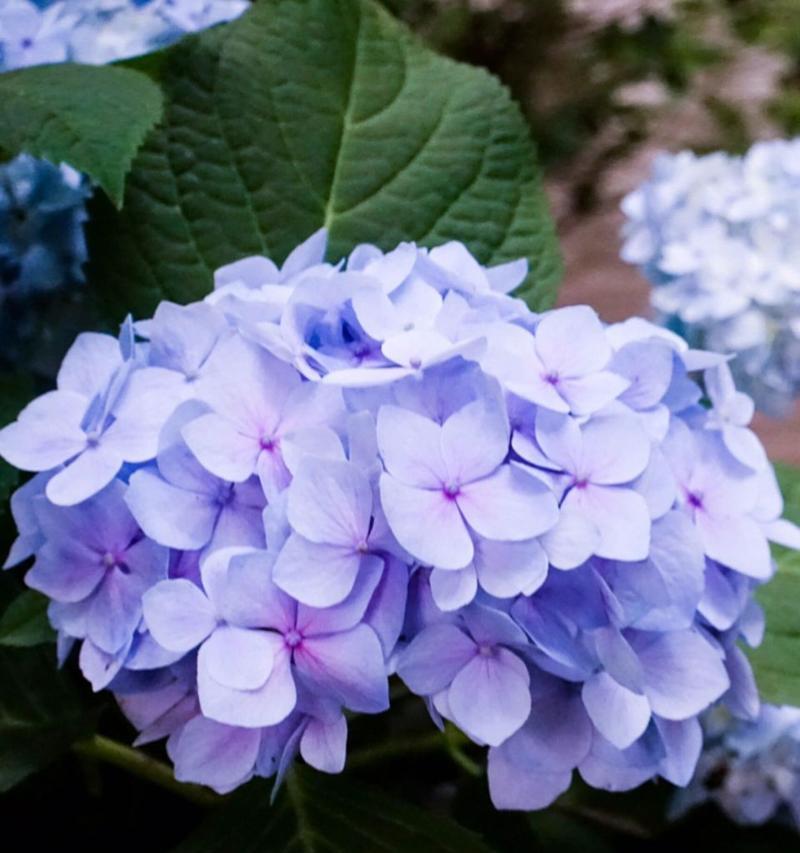 天竺绣球的花语是什么？它代表了什么？