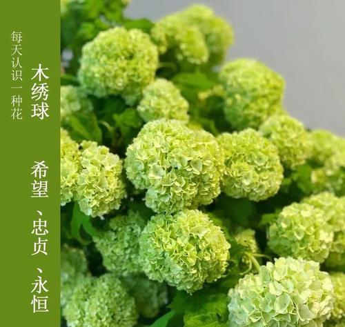 天竺绣球的花语是什么？它代表了什么？